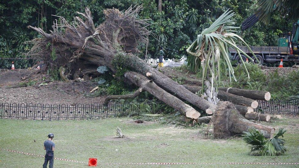 Workers assess the area around the collapsed tree