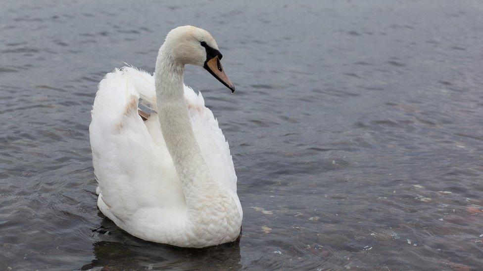 Swan