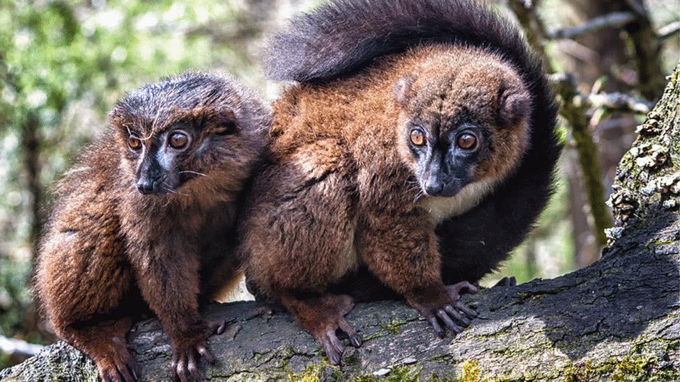 Red-bellied lemurs