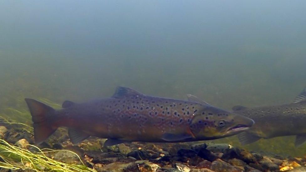 Male Atlantic Salmon