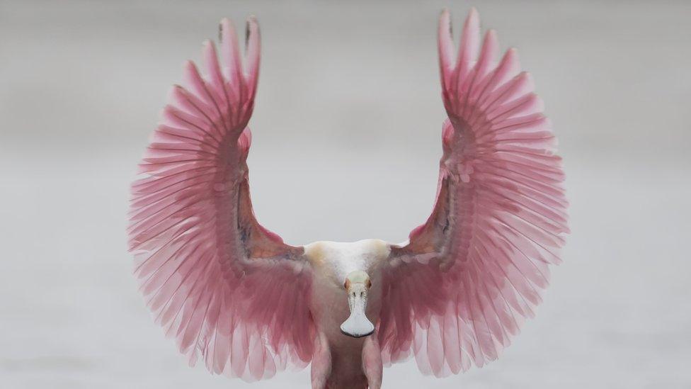 Roseate spoonbill