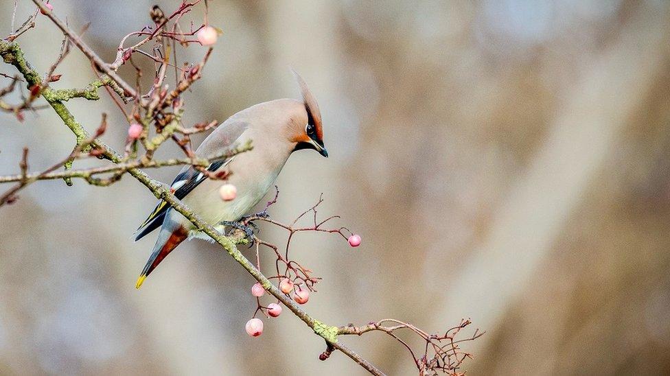 Waxwing