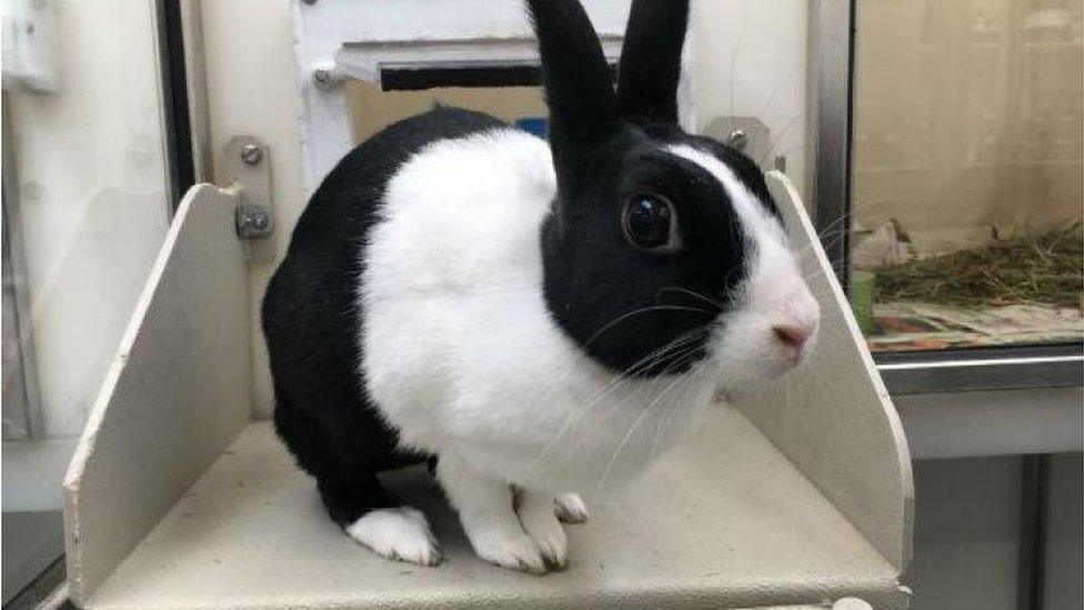 Tulip the rabbit