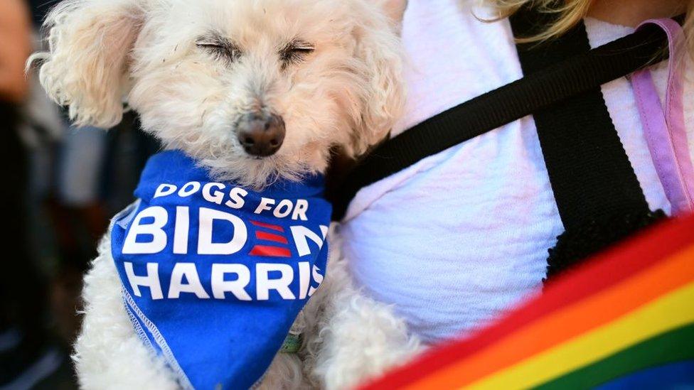 A dog wearing a Dogs for Biden bandana