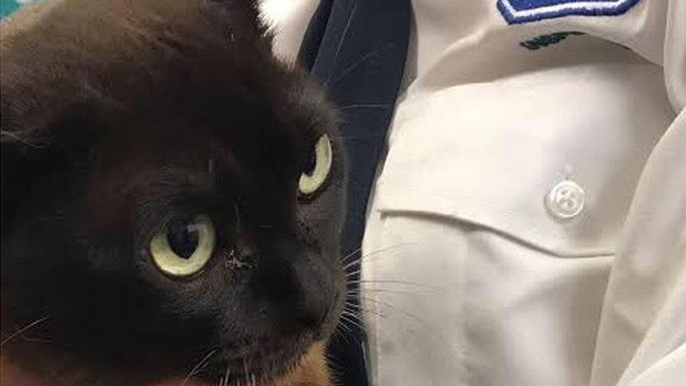 Bear the cat in the arms of RSPCA inspector Jenny Anderton