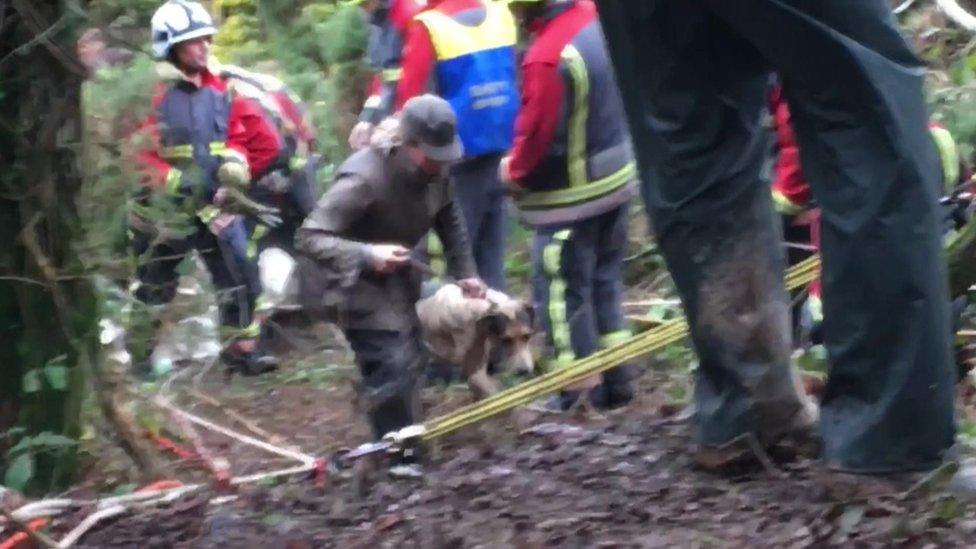 Dog rescue