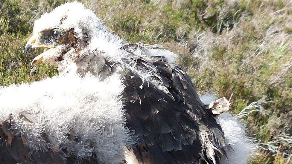 Rare hen harrier