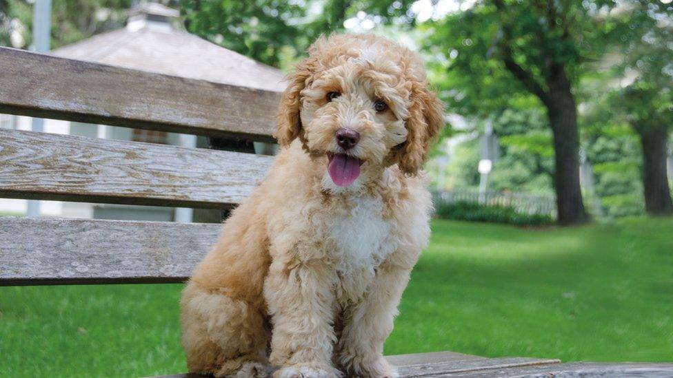 Labradoodle