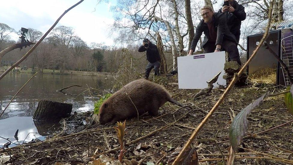 Beaver being released into a lake