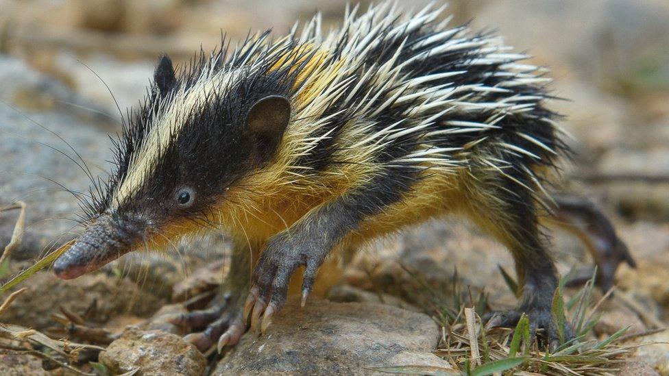 Lowland streaked tenrec