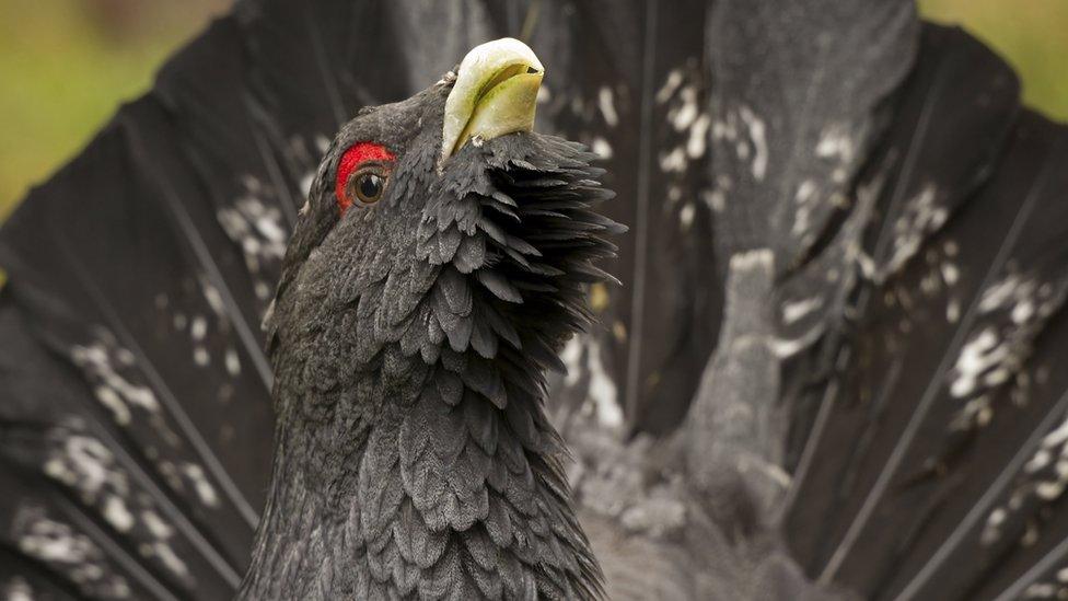 Capercaillie