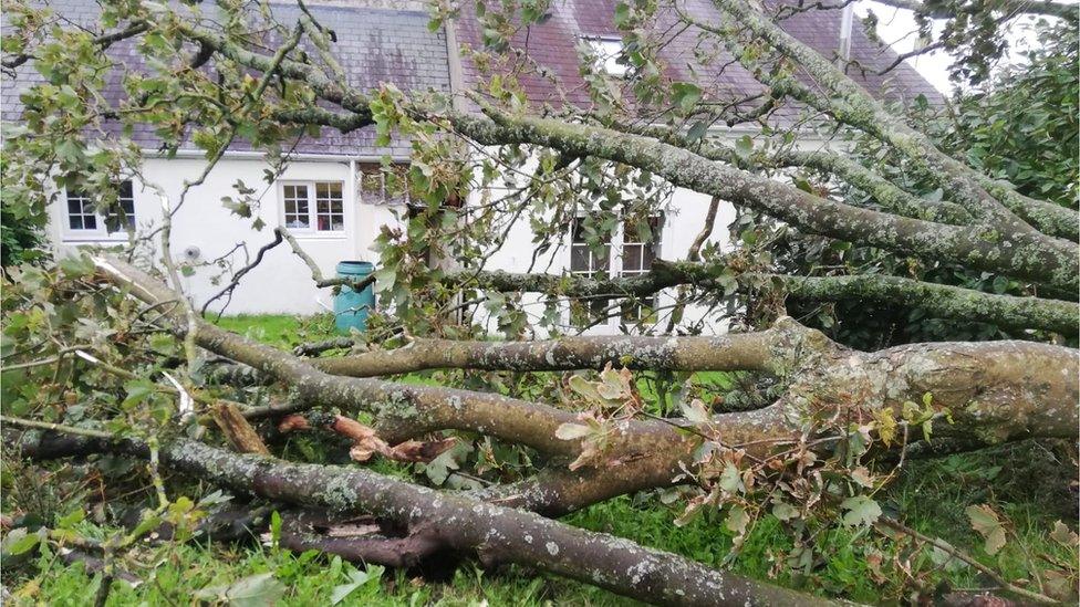 A maple tree fallen down