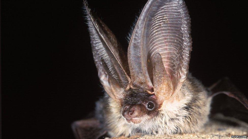 Brown long-eared bat