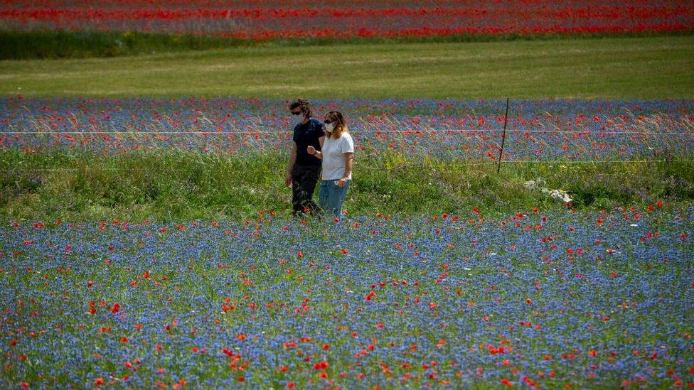 coronavirus-flower-field.