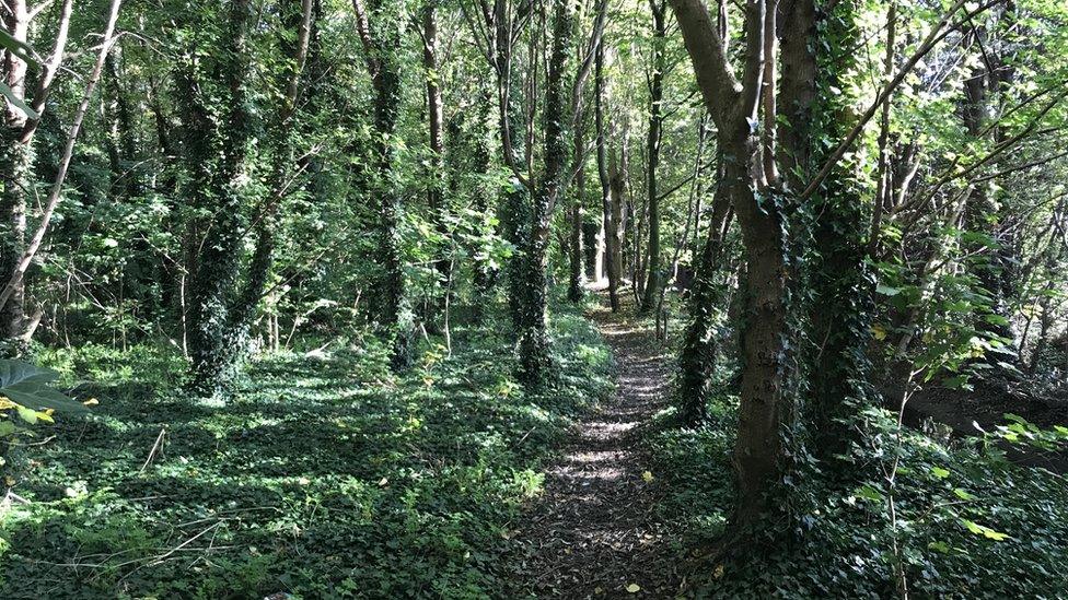 woodland off Willoughby Court where Rikki's body was found, as it looks today