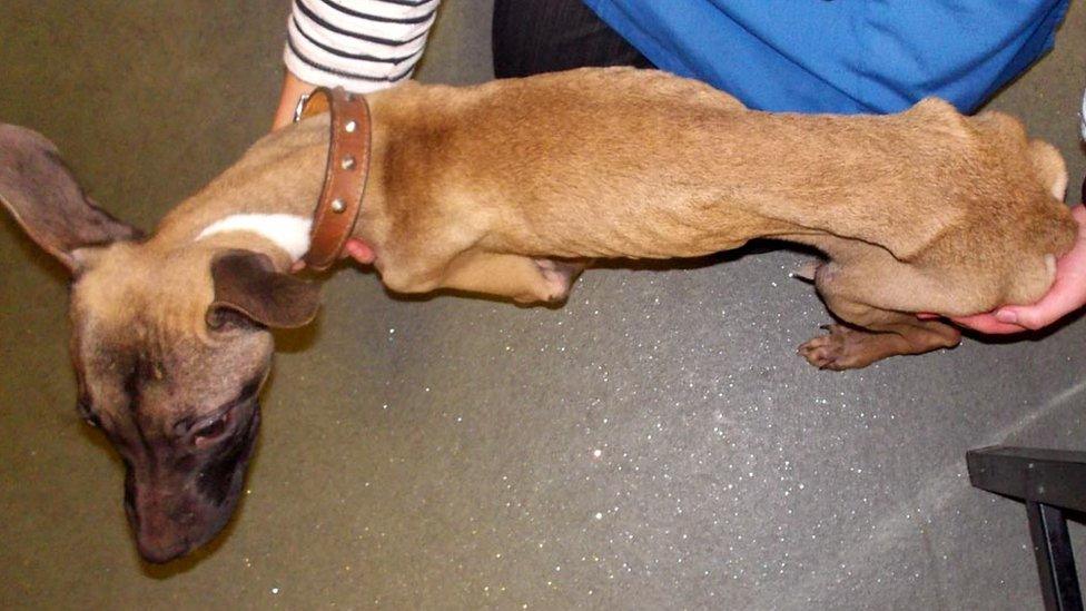 Man jailed for neglecting three dogs in Aberdeen - BBC News