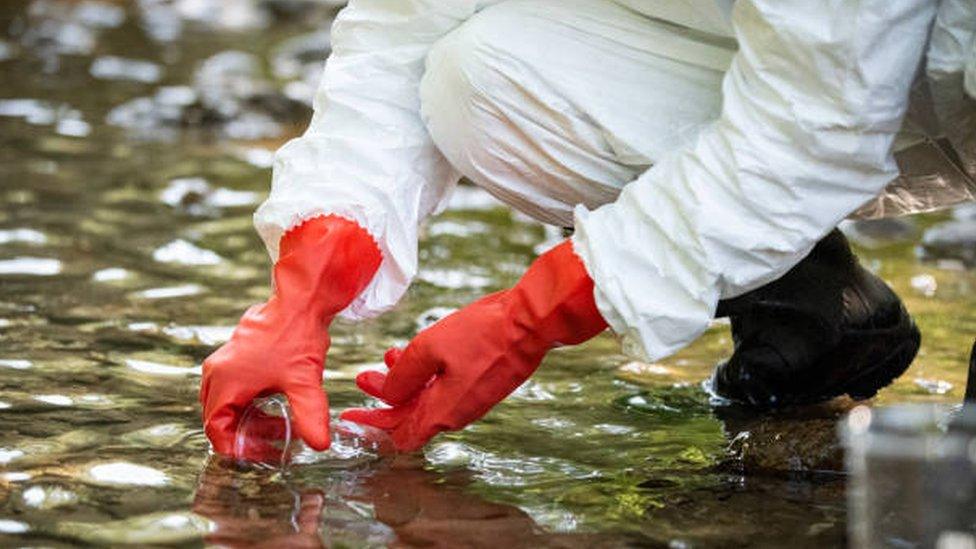 Scientist examining toxic water samples