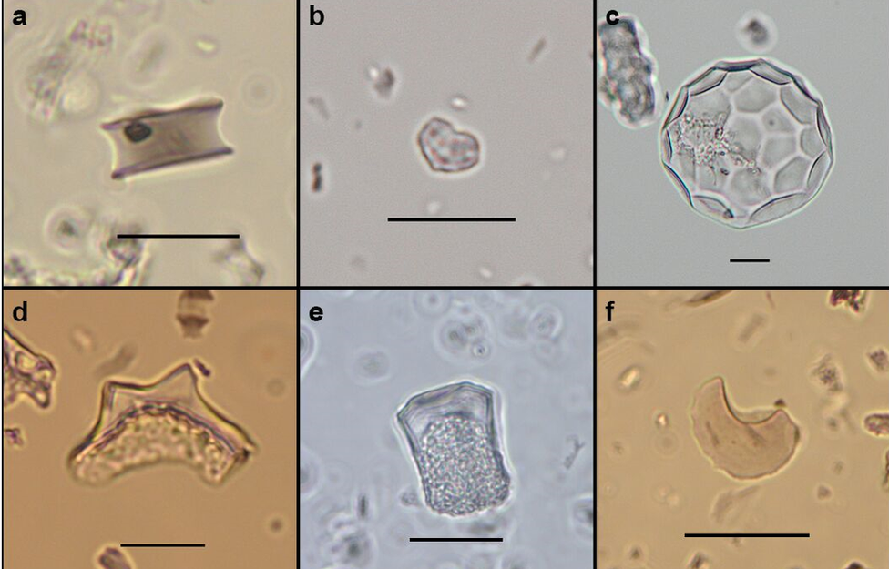 phytoliths