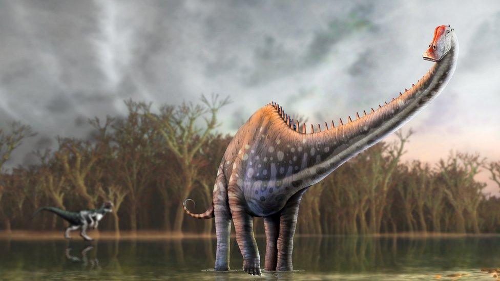 Plant-eating sauropods - like this diplodocus - are famous for their giant size and long necks