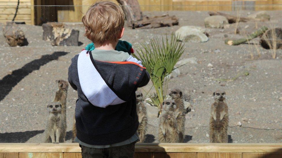 Boy looking at meerkats