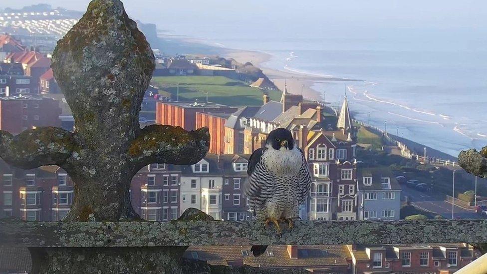 Peregrine on Cromer Church tower