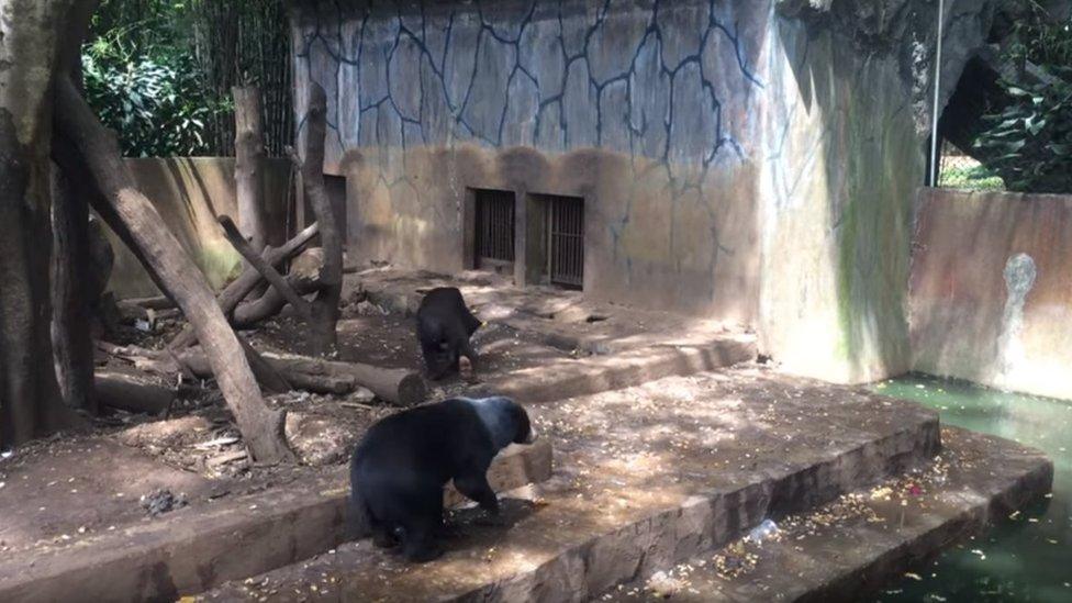 Screenshot of a video taken in 2016 showing the sun bears in Bandung zoo