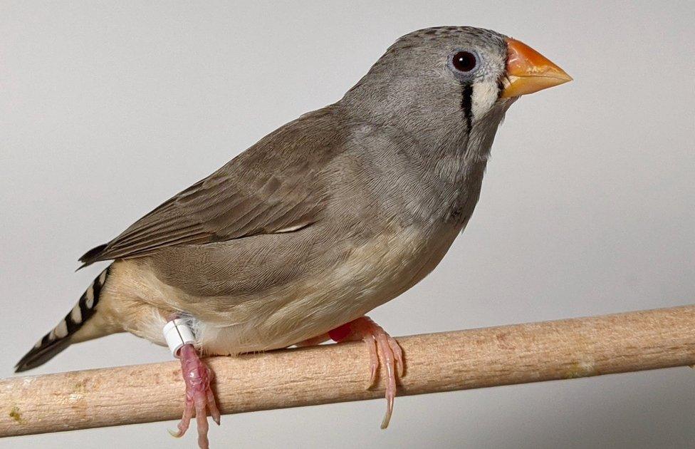 Zebra finch