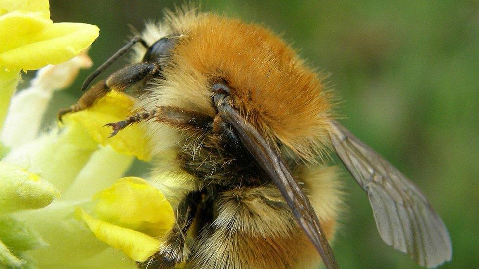 Brown-banded carder bee