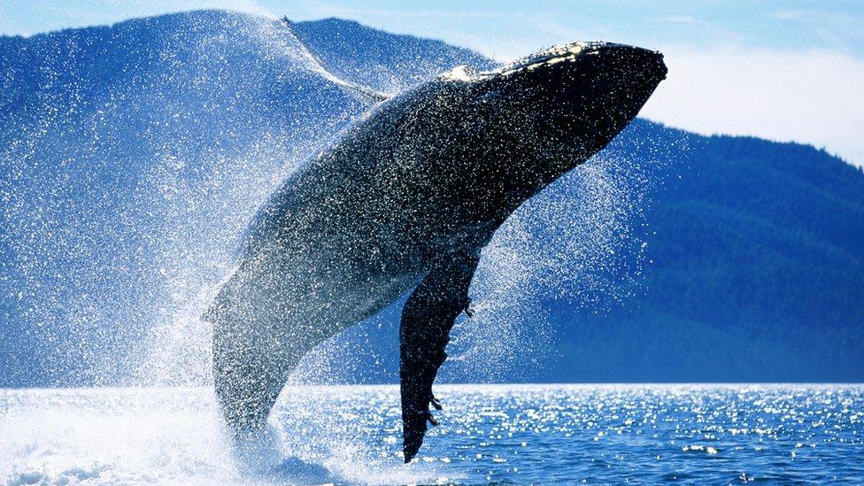 humpback-whale.