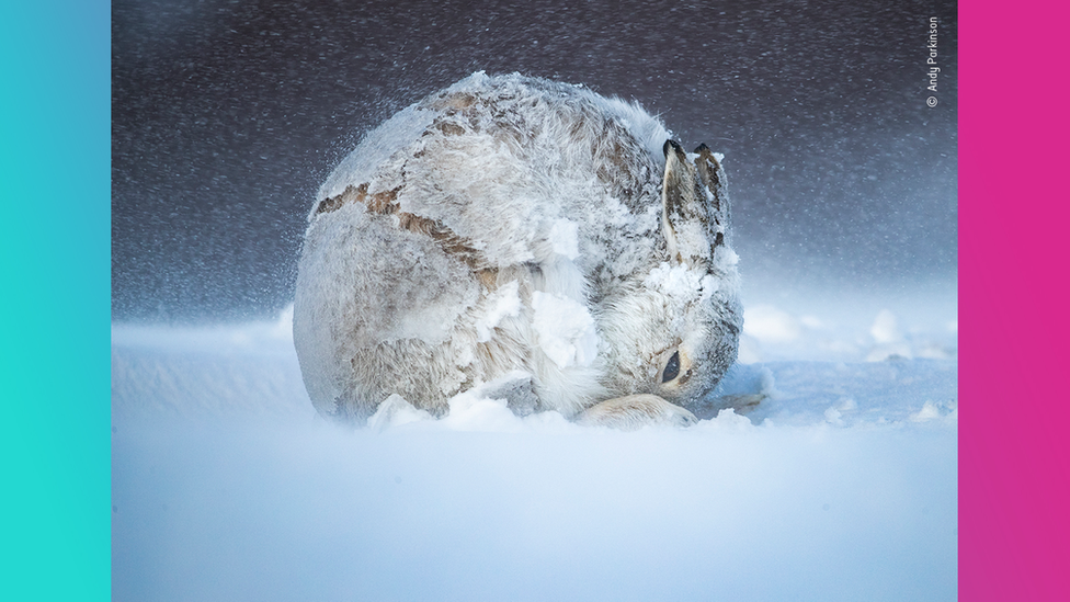 hare-curled-up-in-the-snow