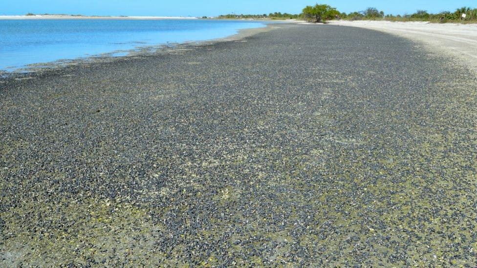 A photograph showing a white beach covered with millions of black snails, next to a bright blue sky and sea.