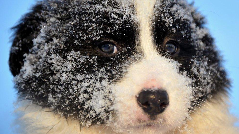 Border collie puppy