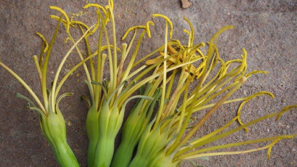 Agave flowers