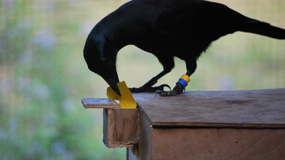 New Caledonian crow operating a special vending machine