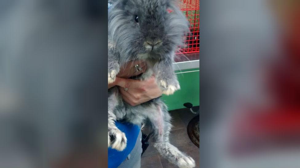 Rabbit dumped in Norfolk