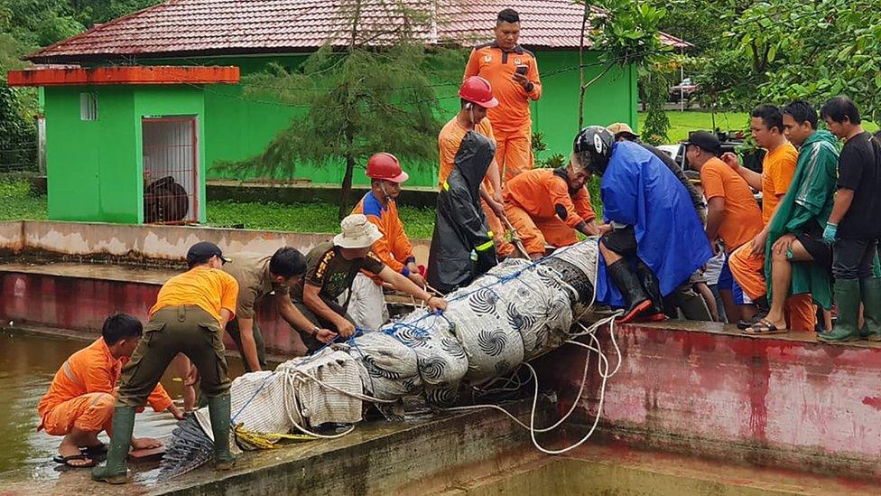 A 4.4 metre long crocodile named Merry being taken out of its enclosure in Minahasa in North Sulawesi