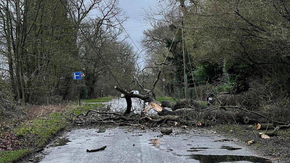 Tree down in Rothley, Leicestershire