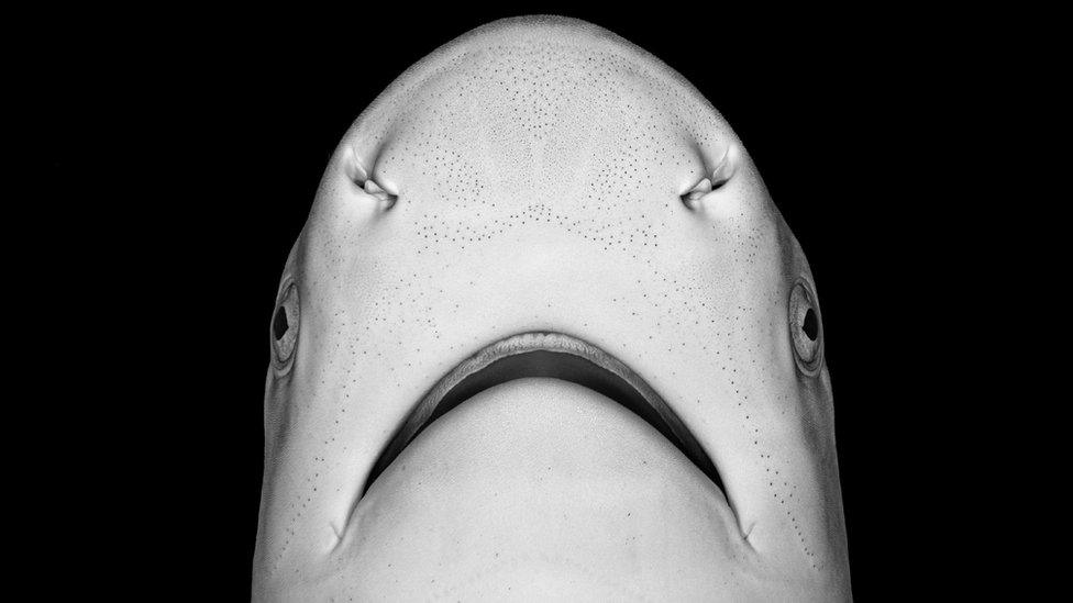 a picture of a baby blacktip reef shark. The shape of its mouth makes it look sad, and it has no teeth.