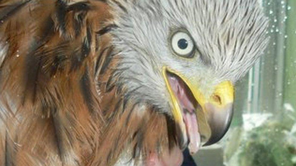 Injured Red Kite