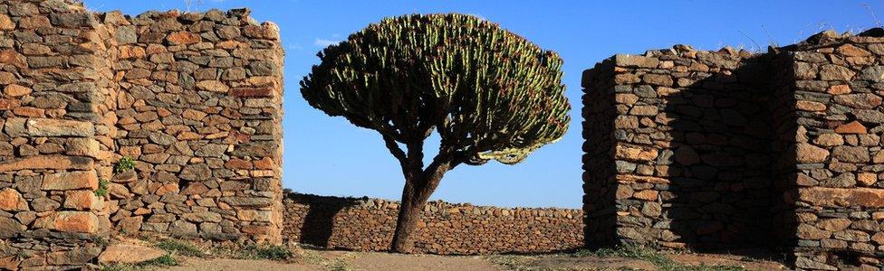 A tree in the city of Aksum, Ethiopia