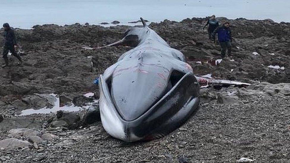 Whale on beach