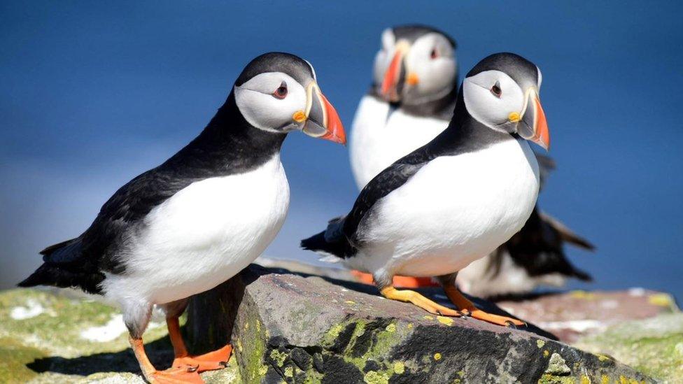 Farne Island puffins