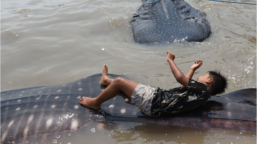 whale shark