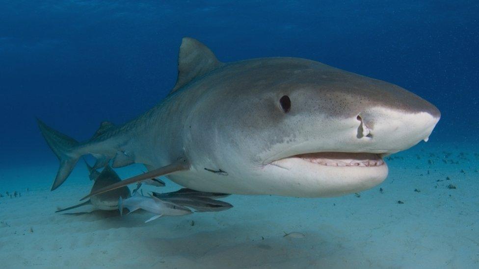 A picture of a tiger shark underwater