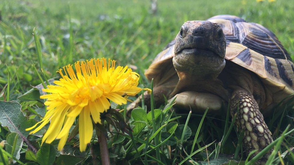 Buddy the tortoise next to a dandelion