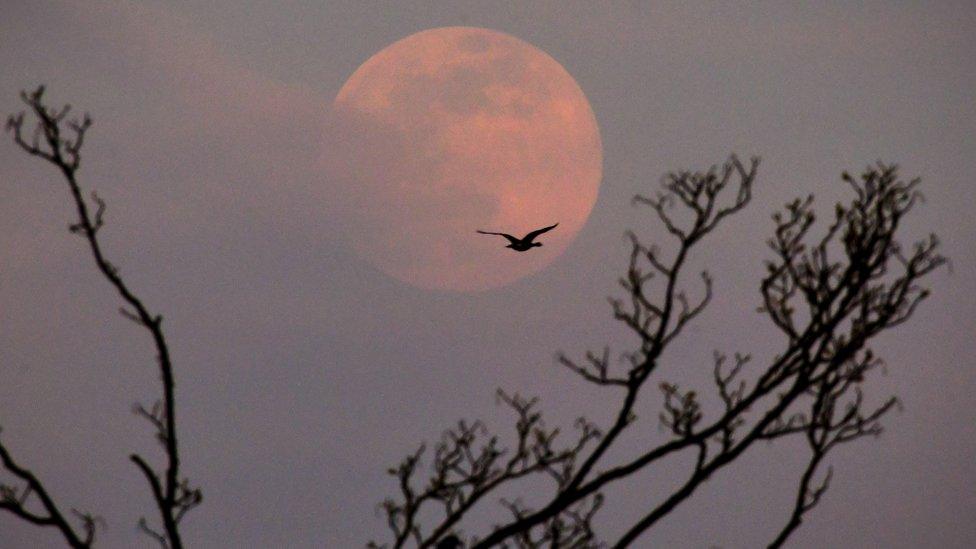 Pink supermoon rising over Highgate hill, in North London