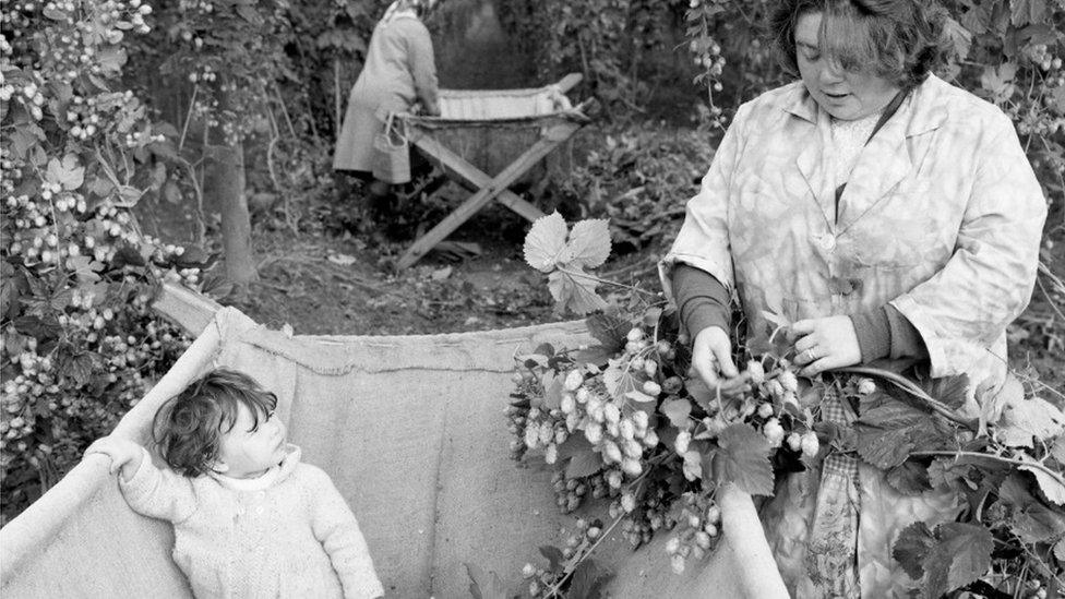 Baby Looks up at mother picking hops into the crib, Withington, Herefordshire, 1968