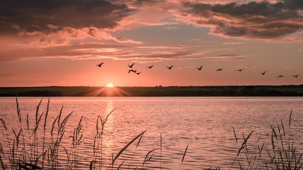 Geese take off over the sunset at Llyn Coron on Anglesey by David Griffiths