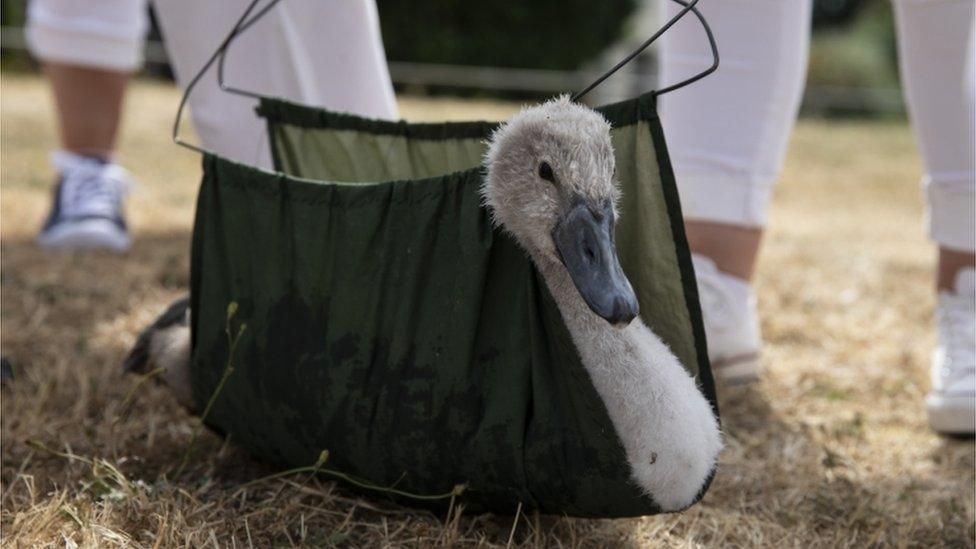 A cygnet is weighed during the annual Swan Upping census