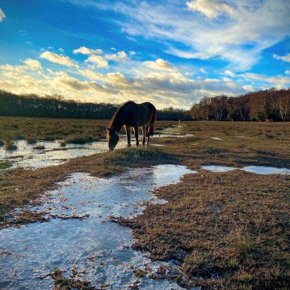 SATURDAY - New Forest